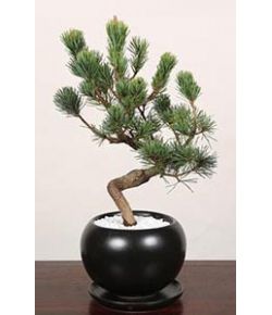 pinus parviflora bonsai to japan