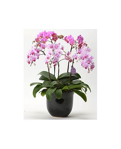 send phalaenopsis orchid to japan