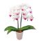 middy phalaenopsis to japan